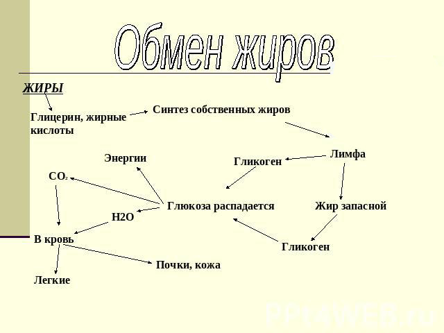 Обмен жиров в организме Обмен жиров в организме