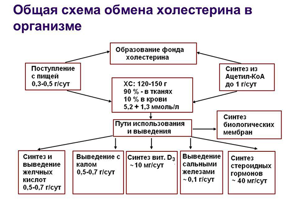 Общая схема обмена холестерина в организме Общая схема обмена холестерина в организме