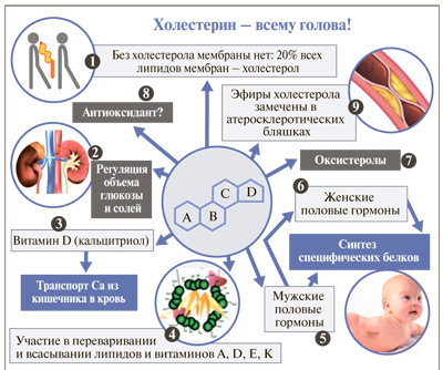 Основные функции холестерола Основные функции холестерола
