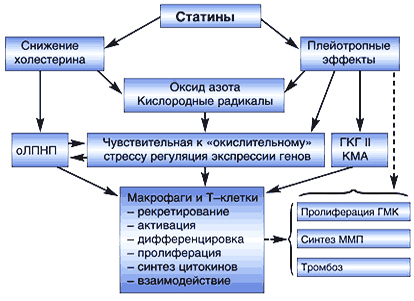 Основные эффекты статинов Основные эффекты статинов