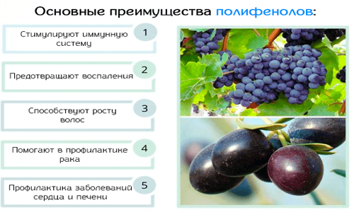 Основные преимущества полифенолов Основные преимущества полифенолов