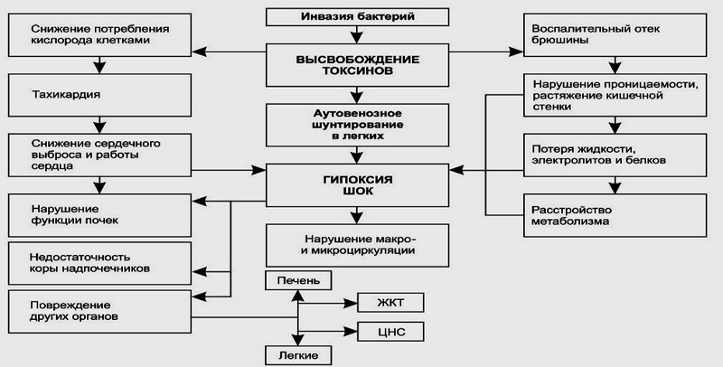 Патогенез перитонита Патогенез перитонита