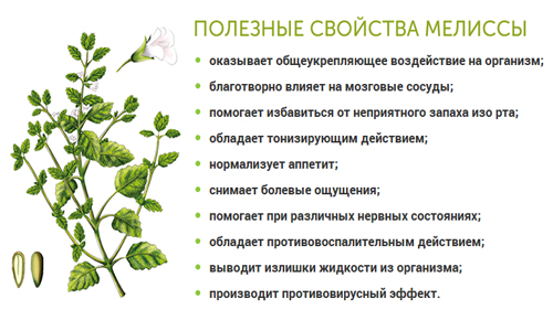 Полезные свойства мелиссы Полезные свойства мелиссы