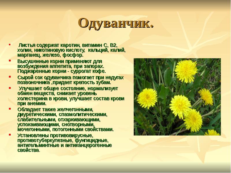 Полезные свойства одуванчика Полезные свойства одуванчика