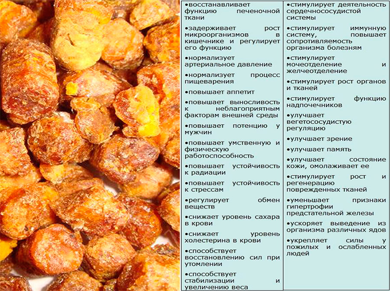 Полезные свойства перги Полезные свойства перги