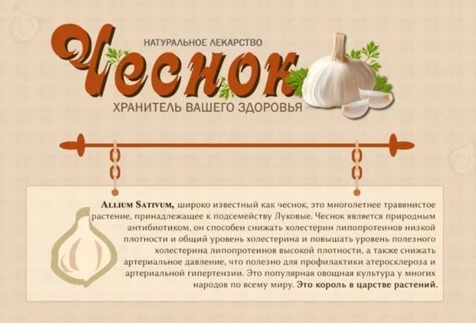 Польза чеснока Польза чеснока