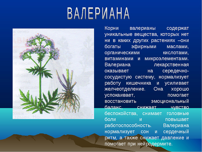 Польза валерианы лекарственной Польза валерианы лекарственной