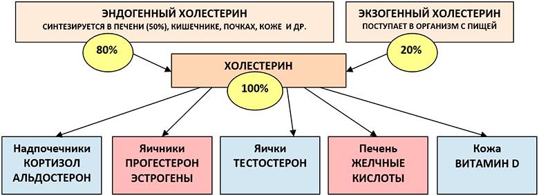 Превращения холестерина в организме Превращения холестерина в организме