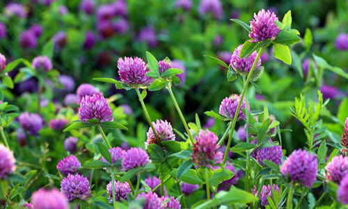 Применение лугового клевера Применение лугового клевера