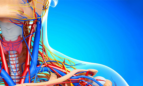 Проблема атеросклероза сосудов шеи Проблема атеросклероза сосудов шеи