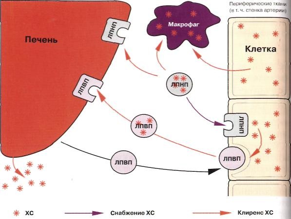 Процесс накопления липидов Процесс накопления липидов