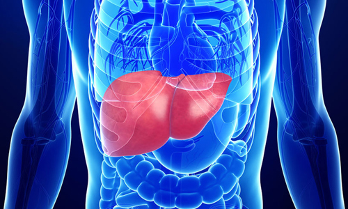 Работа печени Работа печени