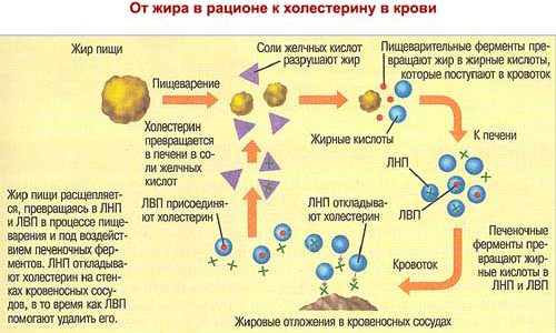 Расщепление жира Расщепление жира