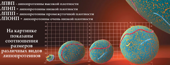 Размеры липопротеинов Размеры липопротеинов