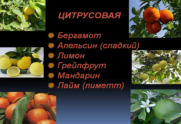 Разновидности цитрусовых Разновидности цитрусовых
