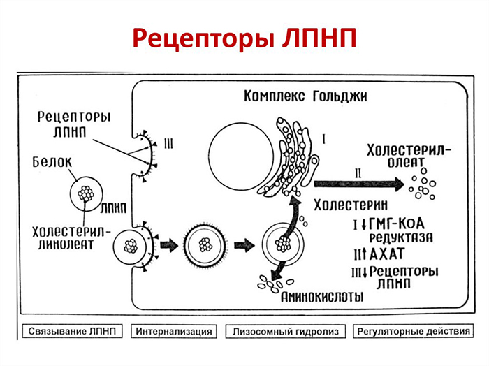 Рецепторы ЛПНП Рецепторы ЛПНП