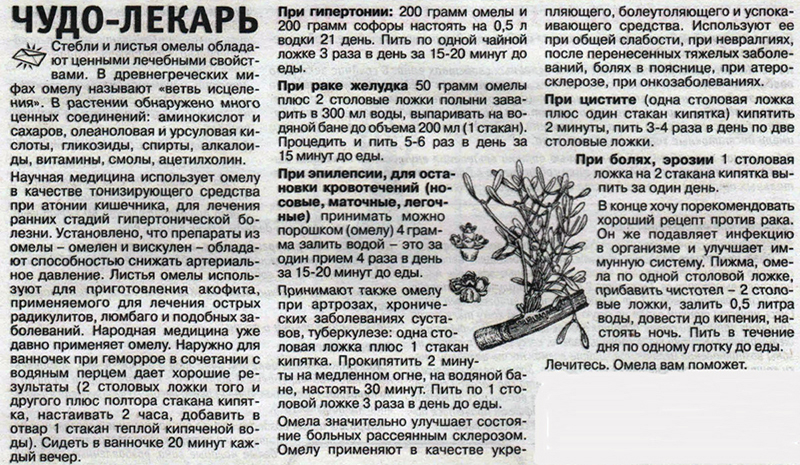 Рецепты из омелы Рецепты из омелы