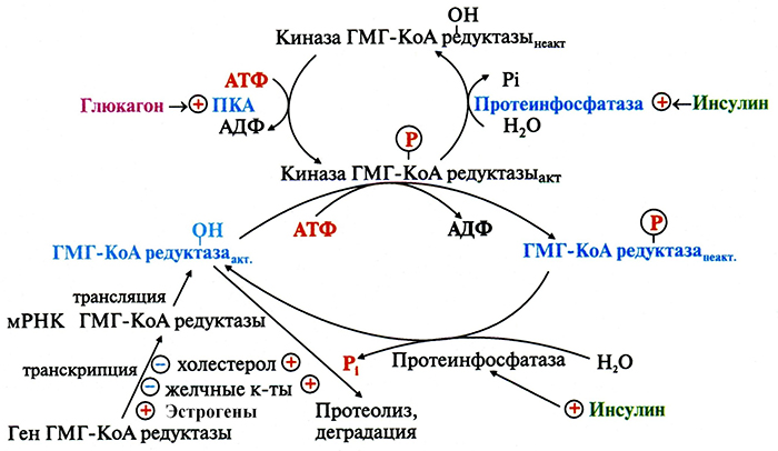 Регуляция количества фермента Регуляция количества фермента