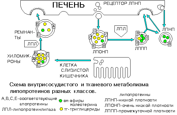 Схема метаболизма липопротеинов Схема метаболизма липопротеинов
