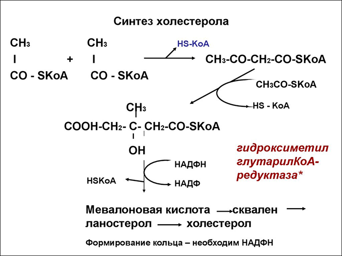 Синтез холестерола Синтез холестерола