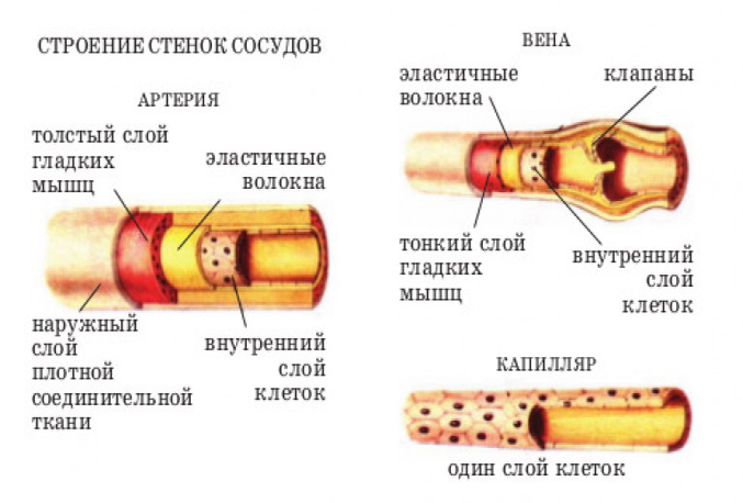 Строение сосудов Строение сосудов