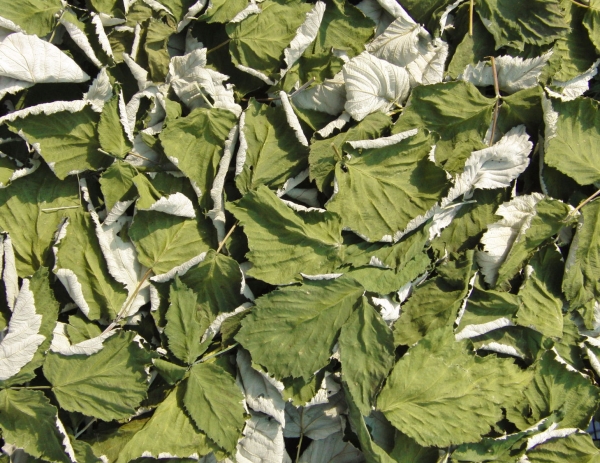 Сухие листья ежевики Сухие листья ежевики