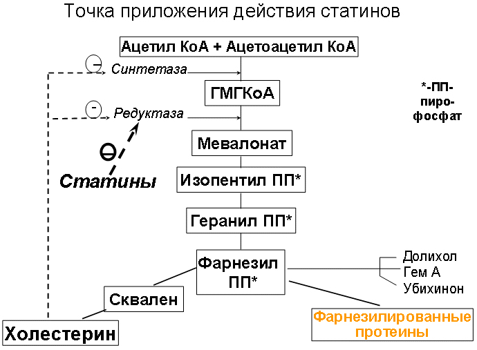 Точка приложения действия статинов Точка приложения действия статинов