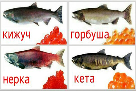 Виды красной икры Виды красной икры