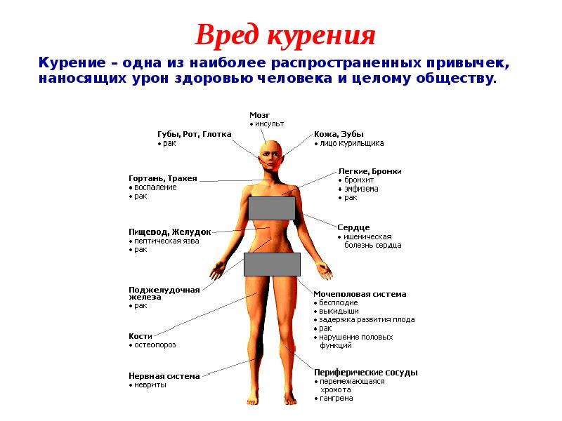 Влияние курения на организм Влияние курения на организм