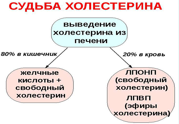 Выведение холестерина Выведение холестерина